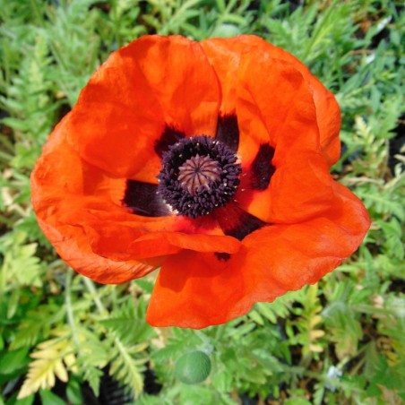 Papaver Orientalis Brillant