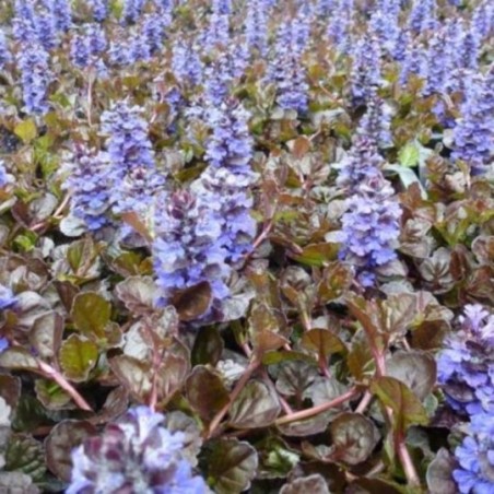 Ajuga Reptans Black Scallop - Bleu