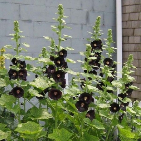 Alcea Rosea Nigra