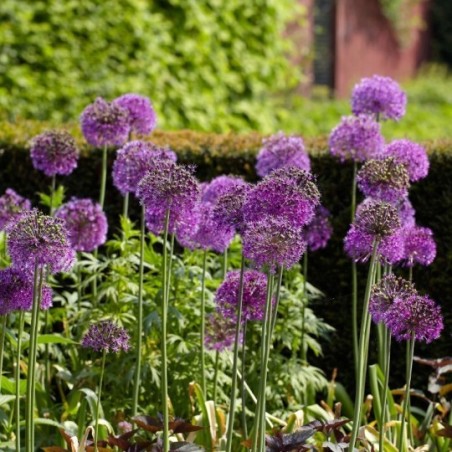 Allium Aflatunense - Violet