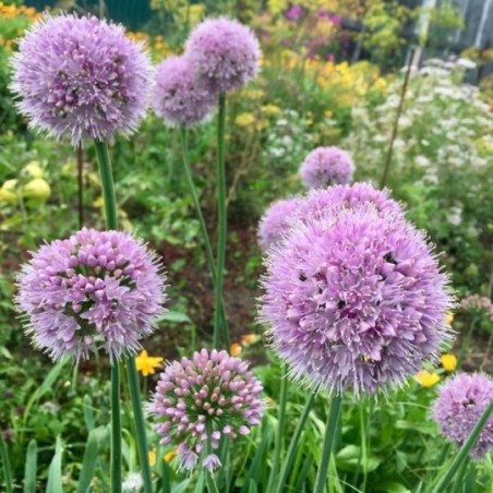 Allium Summer Beauty - Rose Lilas