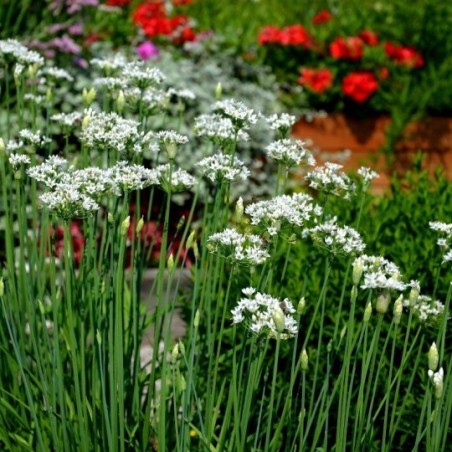 Allium Tuberosum (Ciboulail)