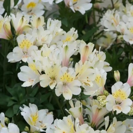 Alstroemeria Summer Ice - Blanc