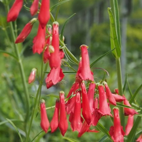 Penstemon Barbatus Coccineus - Rouge