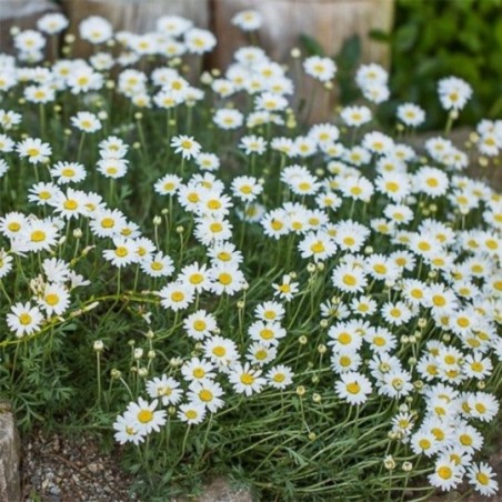 Anthemis Carpatica Karpatenschnee - Blanc