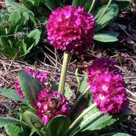 Primula Denticulata Rubin - Rouge