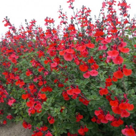 Salvia Microphylla - Rouge