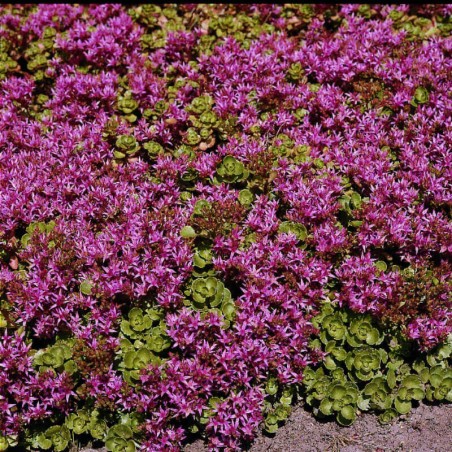 Sedum Spurium Coccineum - Rouge