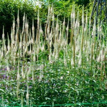 Veronicastrum Virginicum Alba - Blanc