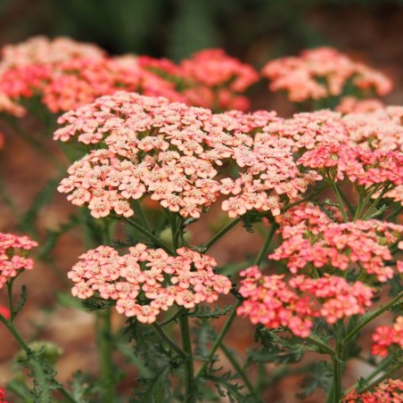 Achillea Millefolium Apricot Delight - Abricot