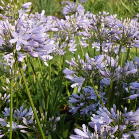 Agapanthus Lilac Flash - Lilas