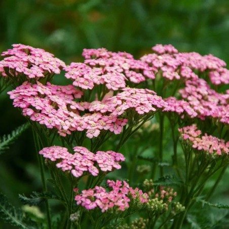 Achillea Millefolium Pink Grapefruit - Rose