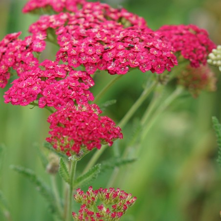 Achillea Millefolium Pomegranat - Grenat