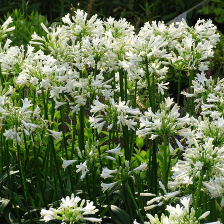 Agapanthus Pitchoune White - Blanc