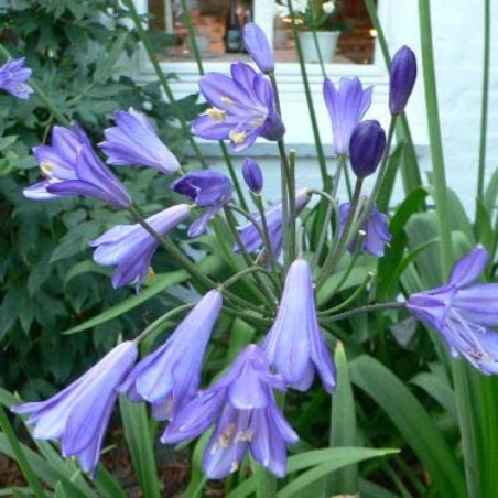 Agapanthus Purple Cloud - Bleu Violet -