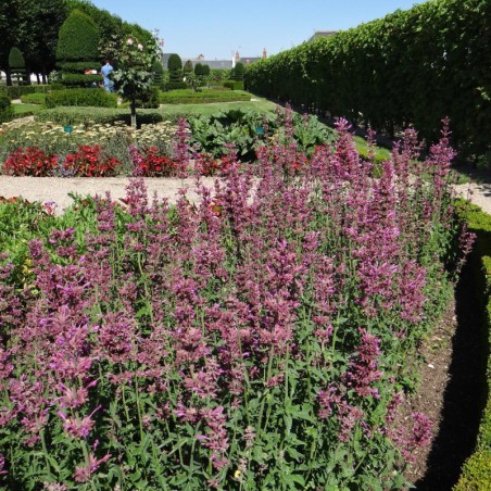 Agastache Red Fortune - Rouge