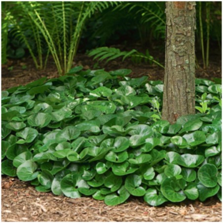 Asarum Europaeum - Brun