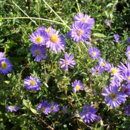 Aster Ericoides Blue Wonder - Bleu