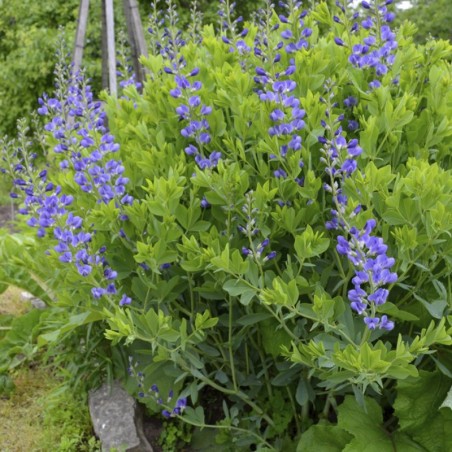 Baptisia Australis - Bleu