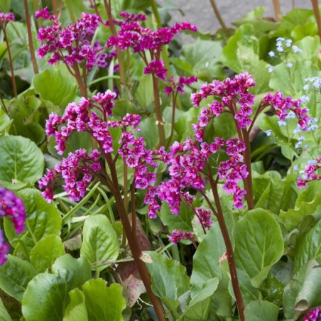 Bergenia Abendglut - Magenta Pourpre