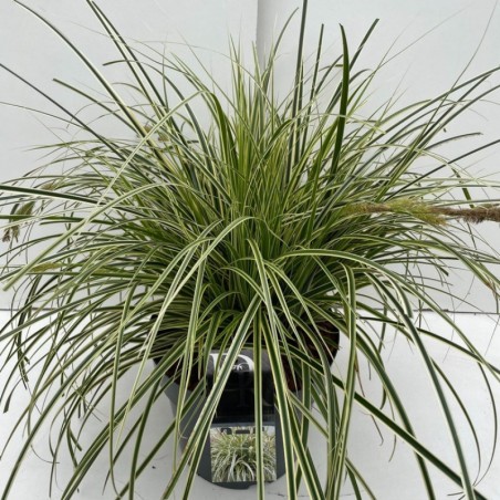 Carex Feather Falls - Feuill Panache Vert Et Blanc