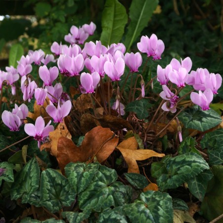 Cyclamen Hederifolium Perlenteppich - Rose