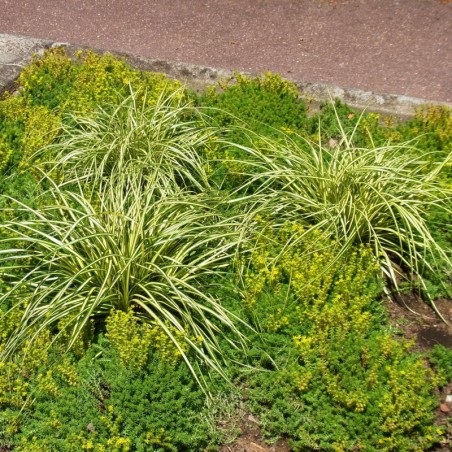 Carex Hachijoensis Evergold - Insignifiant