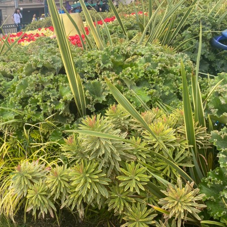 Euphorbia Amygdaloides Ascot Rainbow - Vert