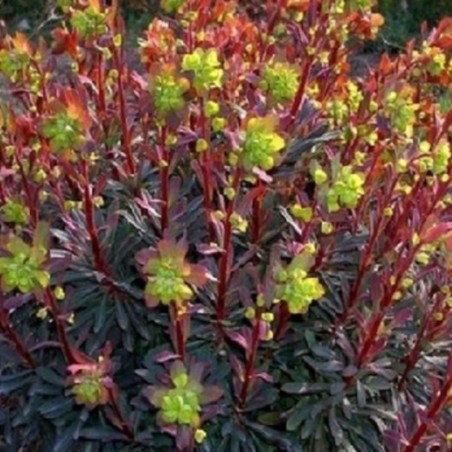 Euphorbia Amygdaloides Purpurea - Jaune