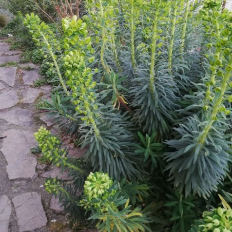 Euphorbia Characias Blue Wonder - Jaune / Vert