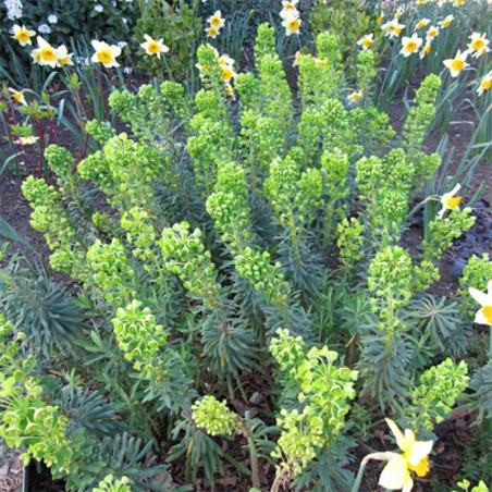 Euphorbia Characias Humpty Dumpy - Jaune