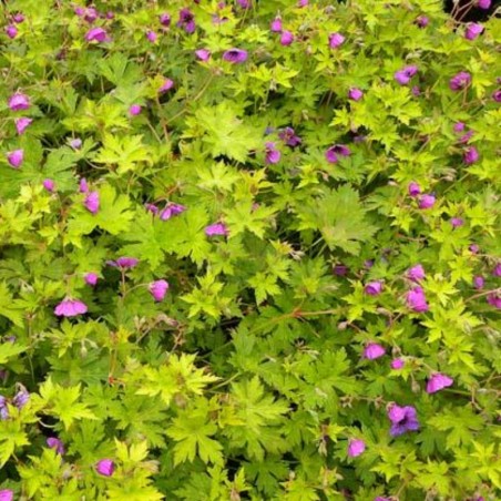 Geranium Ann Folkard - Rouge