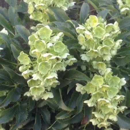 Helleborus Argutifolius Silver Lace - Blanc Crème