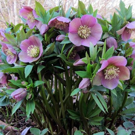 Helleborus Orientalis