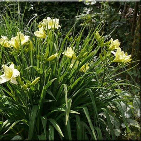 Hemerocallis Irongate Glacier - Blanc