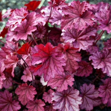 Heuchera Fire Chief® - Rose