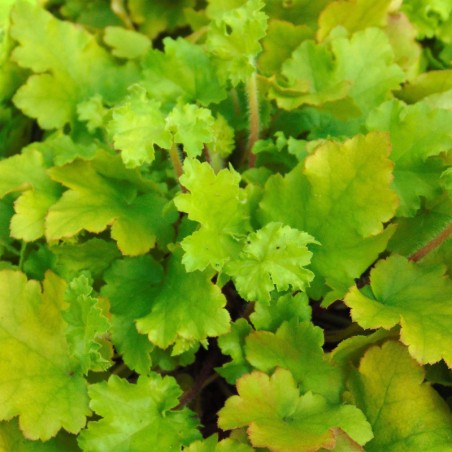 Heuchera Lime Marmelade®