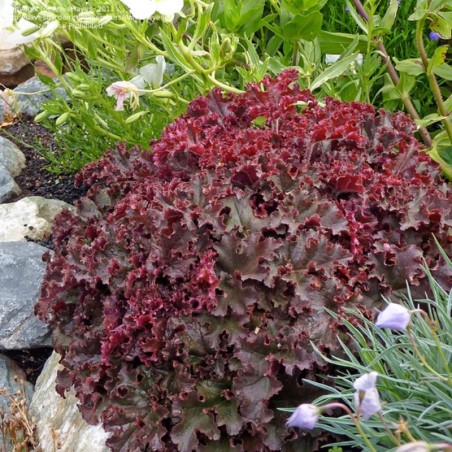 Heuchera Melting Fire - Blanc