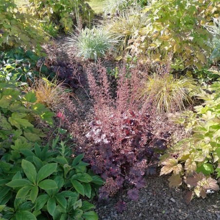 Heuchera Micrantha Palace Purple - Blanc