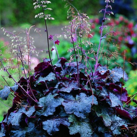 Heuchera Micrantha Palace Purple - Blanc