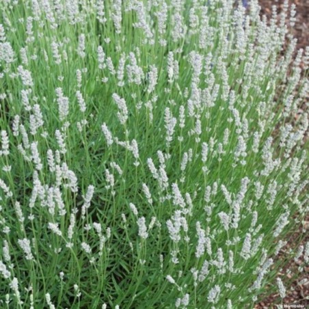 Lavandula Angustifolia Edelweiss - Blanc