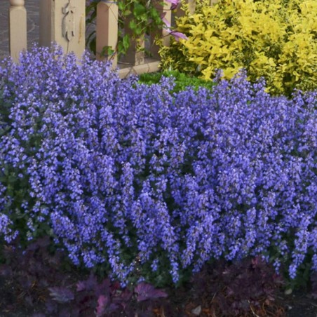 Nepeta Cat'S Meow - Bleu