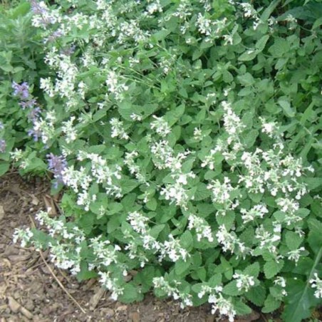 Nepeta Faassenii Snowflake - Blanc