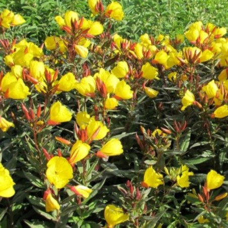 Oenothera Fruticosa Sonnenwende - Jaune