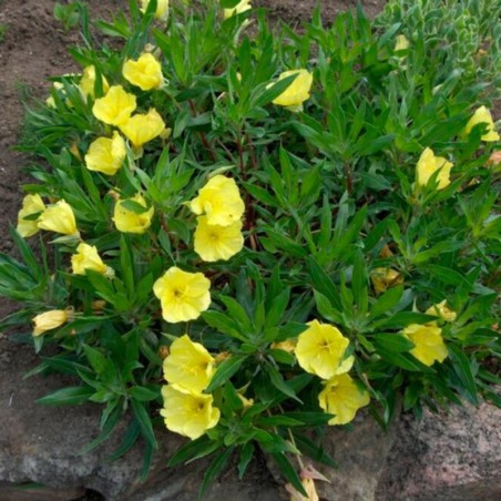 Oenothera Missouriensis - Jaune