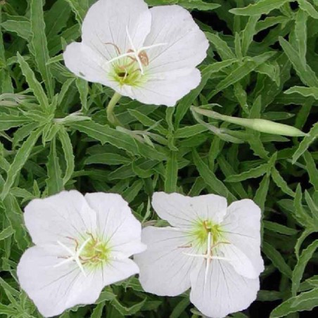 Oenothera Speciosa Alba - Blanc