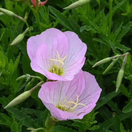 Oenothera Speciosa Siskiyou - Rose