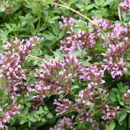 Origanum Laevigatum Herrenhausen - Rose