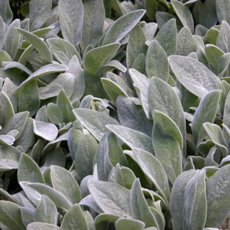 Stachys Byzantina Silver Carpet -