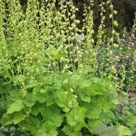 Tellima Grandiflora - Vert